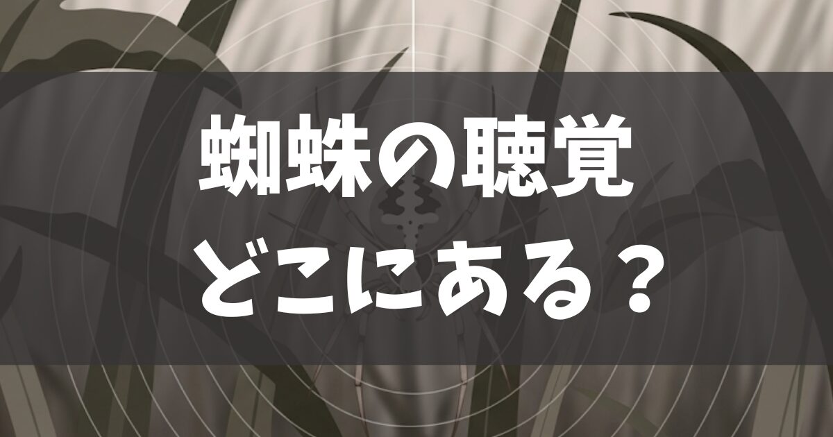 蜘蛛の聴覚はどこにある？音の聞こえる仕組みと生態を徹底解説
