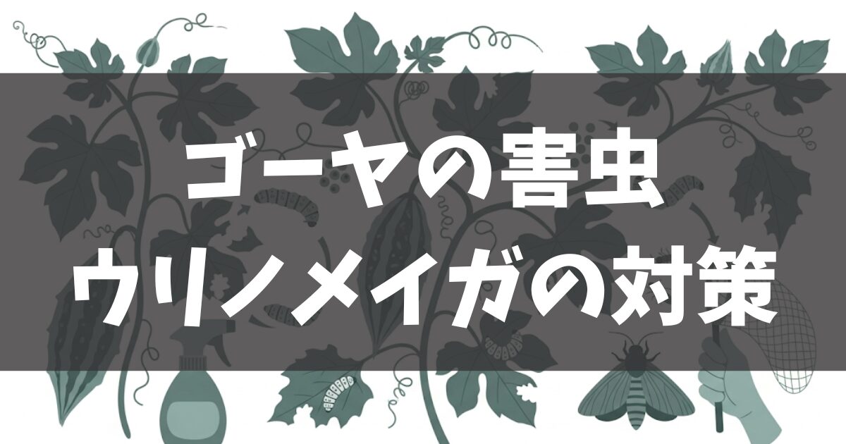 【ゴーヤの害虫】ウリノメイガ対策！卵から成虫まで徹底解説
